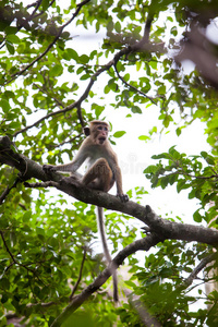 游猎 宝贝 宠物 哺乳动物 保护 面对 猕猴 国家的 卡纳塔克邦