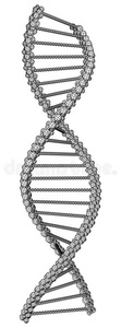 DNA分子图片