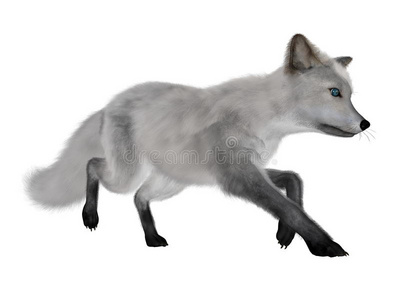 狐狸 动物 提供 狩猎 捕食者 自然 毛皮 哺乳动物 跑步