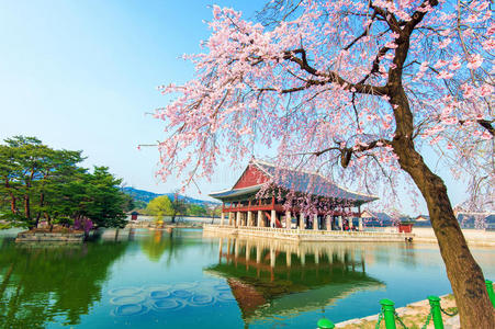 金宝宫与樱花在春天，韩国