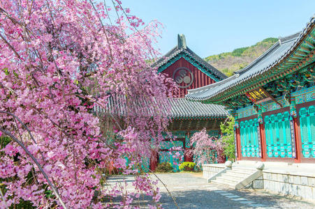 金宝宫与樱花在春天，韩国。
