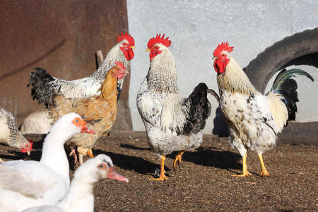 克鲁克 院子 公鸡 动物 羽毛 牲畜 自然 母鸡 农场 农业