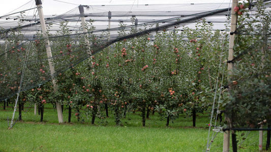 苹果花园里满是苹果插画