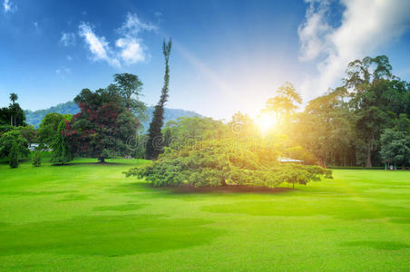 草坪 美丽的 土地 农场 树叶 乡村 环境 国家 成长 场景