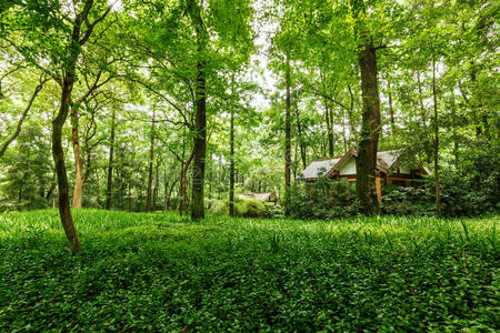 树叶 建筑学 美丽的 春天 分支 建设 国家 风景 植物