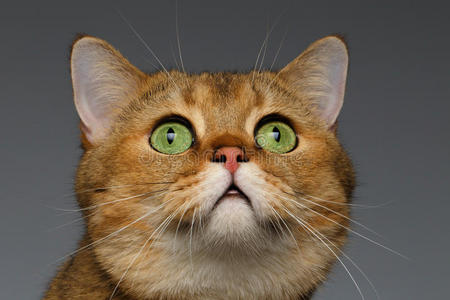 特写金色英国猫，绿色的眼睛在灰色