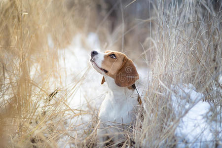 比格犬冬季肖像