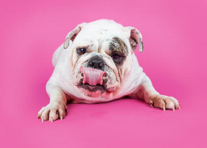 英国斗牛犬在粉红色的背景上舔嘴唇