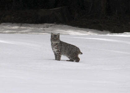 雪中的山猫宝宝