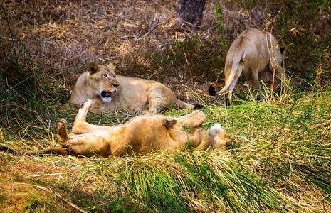 古吉拉特邦 毛皮 肖像 桃属 亚洲人 狮子 哺乳动物 自然