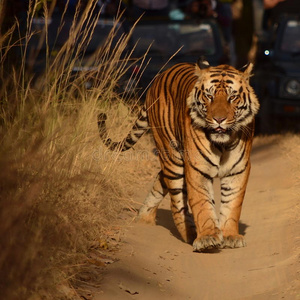 一只雄性孟加拉虎沿着森林小径行走