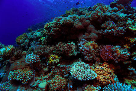 沙锅鱼 海的 照相机 加勒比 动物 假日 潜水员 珊瑚 洞穴
