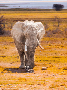 大象在草原上行走