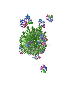 感染 免疫 癌症 微生物学 污染 胚芽 健康 插图 疾病