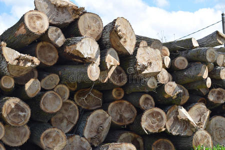 木柴 森林砍伐 乡村 材料 资源 树皮 松木 自然 林业