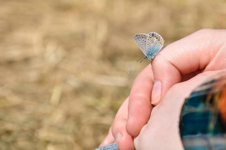 生态系统 生活 手指 美丽的 集中 美女 自由 昆虫 友谊