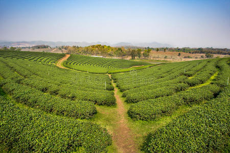 环境 亚洲 作物 卡梅伦 瓷器 植物区系 自然 土地 农业