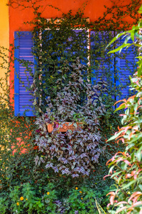 自然 爬山虎 花园 复古的 窗口 托斯卡纳 外部 颜色 老年人