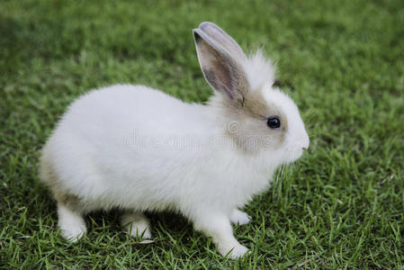在花园里吃草的棉尾巴兔子照片