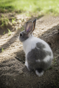 兔子尾巴在花园里吃草的棉尾巴兔子照片