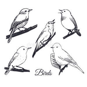 歌唱 墨水 美丽的 飞行 动物 插图 涂鸦 素描 自然 复古的