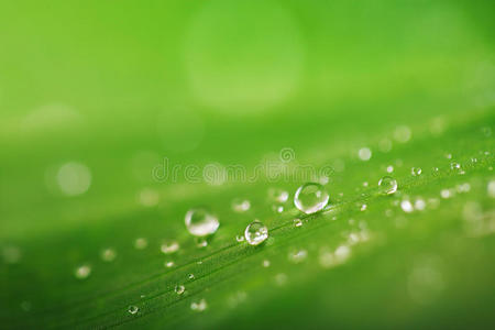 树叶 夏天 特写镜头 植物 雨滴 生长 草地 春天 生物