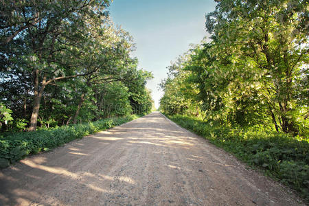 乡间道路上盛开着相思树。 阳光明媚的春天