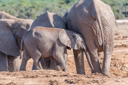 大象小牛试图引起它母亲的注意