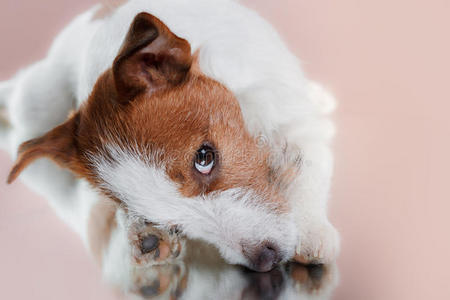 狗品种杰克罗素猎犬在工作室的颜色背景