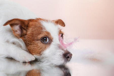 狗繁殖杰克罗素猎犬在工作室的颜色背景和羽毛