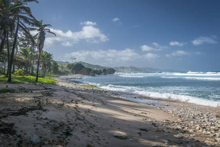 大西洋 夏天 自然 海滨 岩石 加勒比 棕榈 植物 目的地