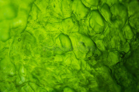 黄瓜在显微镜下
