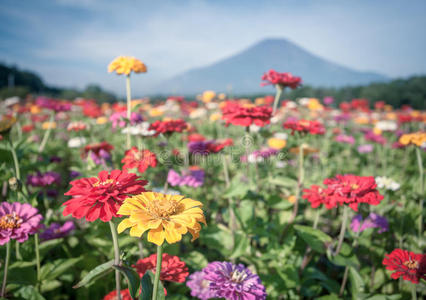 宇宙花田和富士山