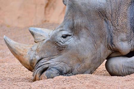 灰色犀牛躺在沙子上