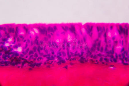 显微镜下阳极孔鳃纤毛上皮白色背景上抽象的粉红色和紫色