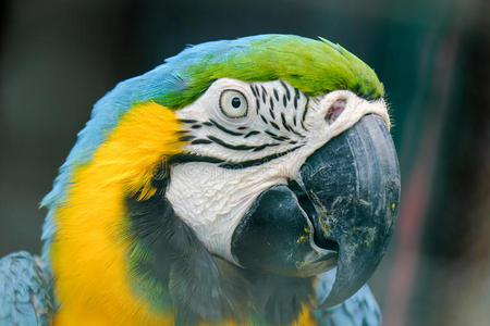 蓝色喉咙痛的Macaw关闭