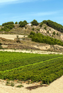 农场 土地 哈罗 景观 环境 国家 农业 葡萄 种植园 小山