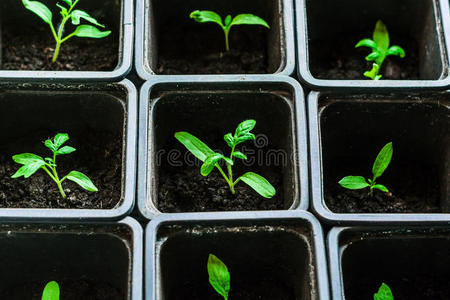 生长 园艺 农业 种子 地面 植物 种植园 泥炭 番茄 地球