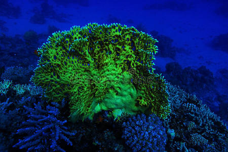 珊瑚礁水下照片