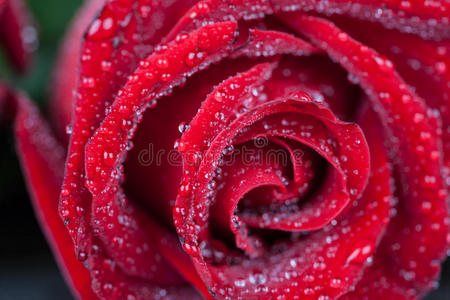 自然 假日 液滴 开花 古老的 招呼 花的 花束 玫瑰 浪漫的