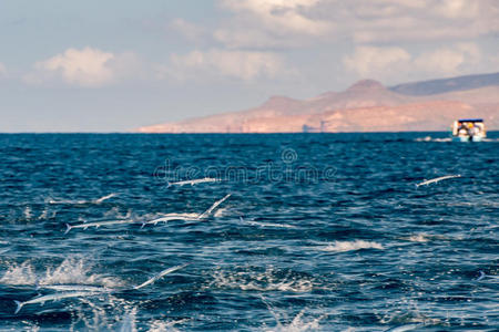 鱼类 公司 自然 埃及 生活 海的 风景 海洋 学校 水族馆