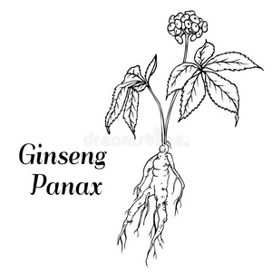 人参三七图片