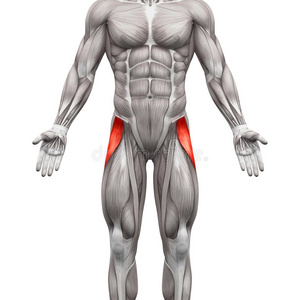 科学 人类 身体 板条 胸部 图表 肩膀 男人 肌肉 后面