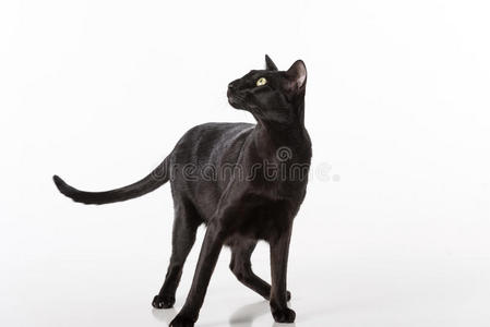 好奇的黑色东方短毛猫站在白色的桌子上，倒影。 白色背景。 向左看。