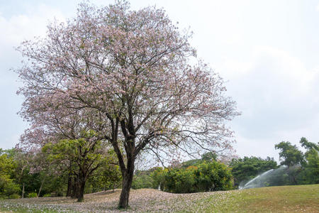 花粉树地标在公园，曼谷，泰国，Tabebuia