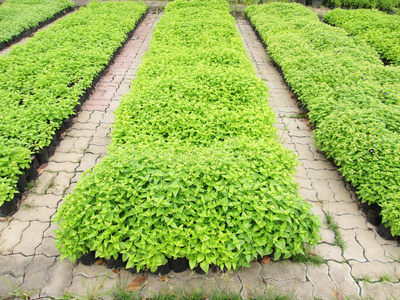 农业 培养 绿色植物 土地 增长 农场 农田 植物学 亚洲