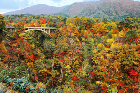 乡村 风景 森林 树叶 高的 秋天 环境 落下 悬崖 峡谷