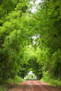 泰国 旅行 自然 树叶 隧道 郁郁葱葱 木材 植物 风景