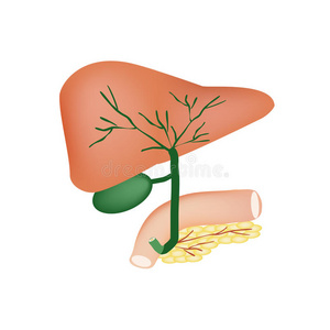 健康 生物学 消化 胆汁 十二指肠 附件 标记 教育 胆囊