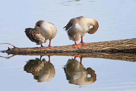 游泳 羽毛 镜子 公园 美丽的 日志 反射 动物 木筏 动物群